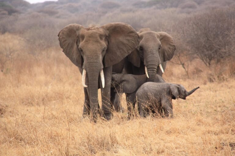 Home tanzania, nature, animals, elephant