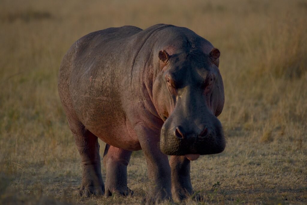 Home hippopotamus, animal, wildlife, nature, africa, hippo, maasai mara, tongue, safari, wilderness, kenya, savannah, ungulate, biodiversity, hippopotamus, hippopotamus, hippopotamus, hippopotamus, hippopotamus, hippo, hippo, hippo, hippo
