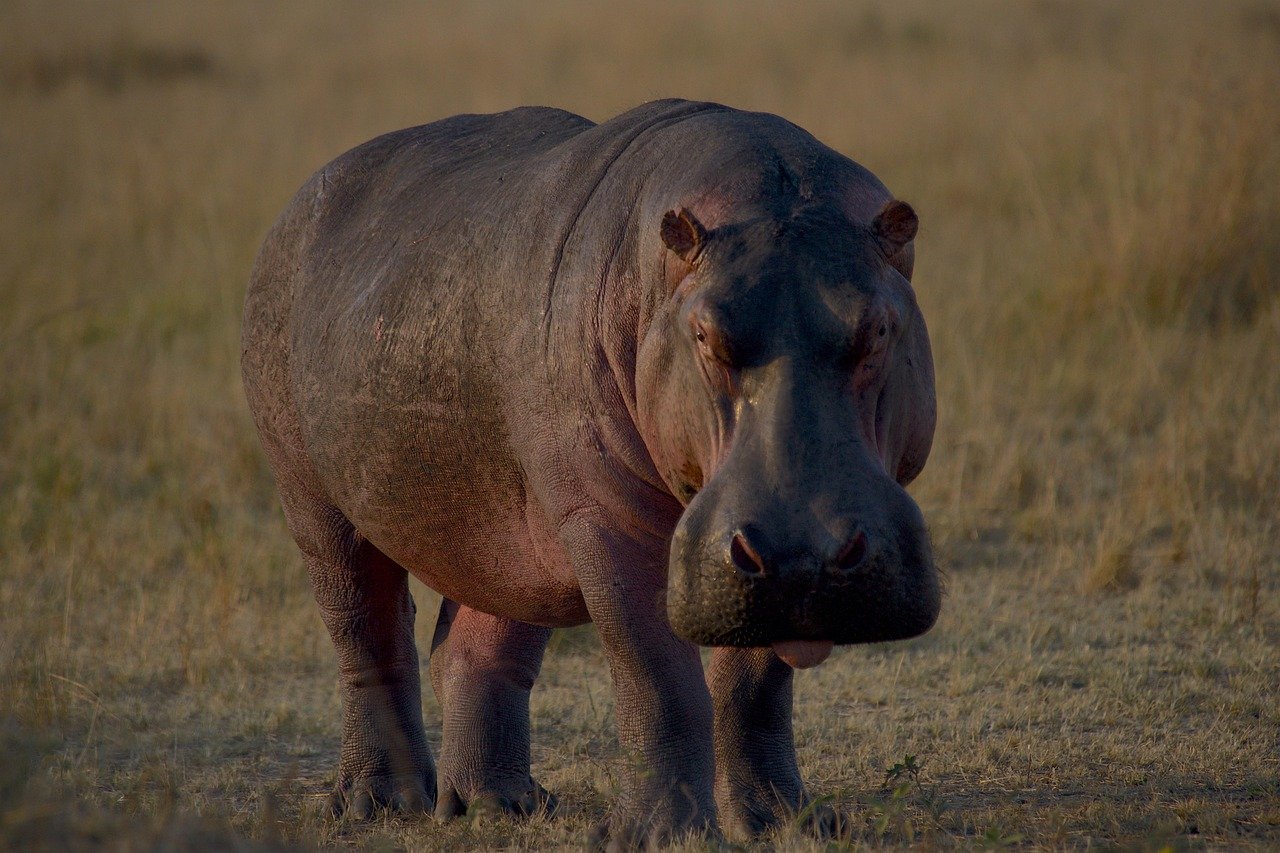 hippopotamus, animal, wildlife, nature, africa, hippo, maasai mara, tongue, safari, wilderness, kenya, savannah, ungulate, biodiversity, hippopotamus, hippopotamus, hippopotamus, hippopotamus, hippopotamus, hippo, hippo, hippo, hippo