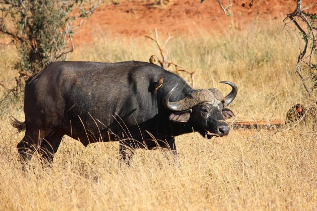 Home buffalo, tsavo, kenya, nature, buffalo, buffalo, buffalo, buffalo, buffalo