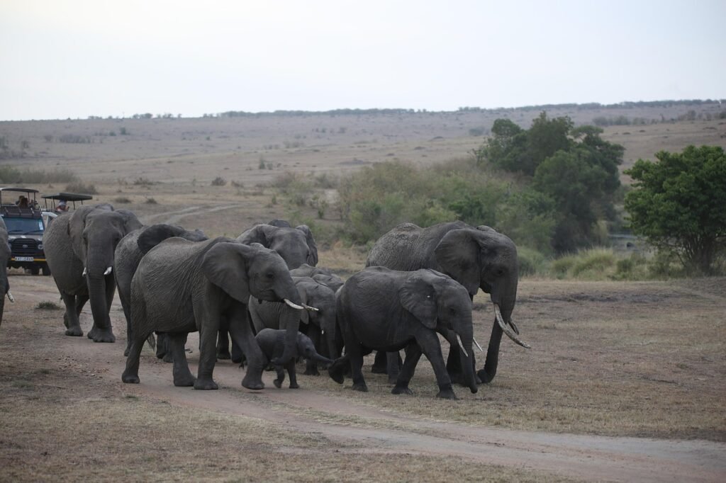 Maasai Mara Safari Guide: Everything You Need to Know Before You Go elephant, herd, wildlife, safari, africa, kenya, maasai mara, group, gray group, gray elephant, maasai mara, maasai mara, maasai mara, maasai mara, maasai mara