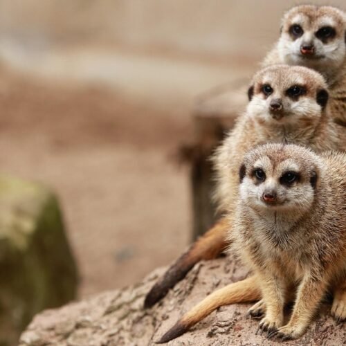 meerkats, family, furry, mammal, zoo, safari, nature, fauna, meerkats, meerkats, family, family, family, family, family, zoo, zoo, zoo, safari