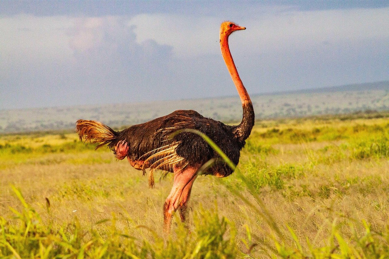 amboseli national park, amboseli, birds, kenya, safari, wilderness, nature, savannah, kilimanjaro, wildlife, ostrich, birds of africa, amboseli, kilimanjaro, kilimanjaro, kilimanjaro, kilimanjaro, kilimanjaro