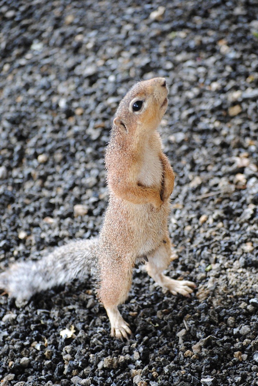 safari, kenya, africa, national park, animal, wild animal, tsavo, nature, ground squirrel, beg