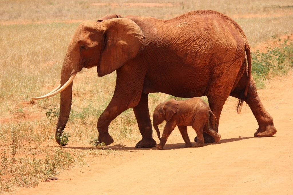 5 Days Kenya Safari: Tsavo East, Amboseli, Tsavo West & Taita Hills elephant, cub, tsavo, kenya, savanna, elephant, elephant, elephant, elephant, elephant