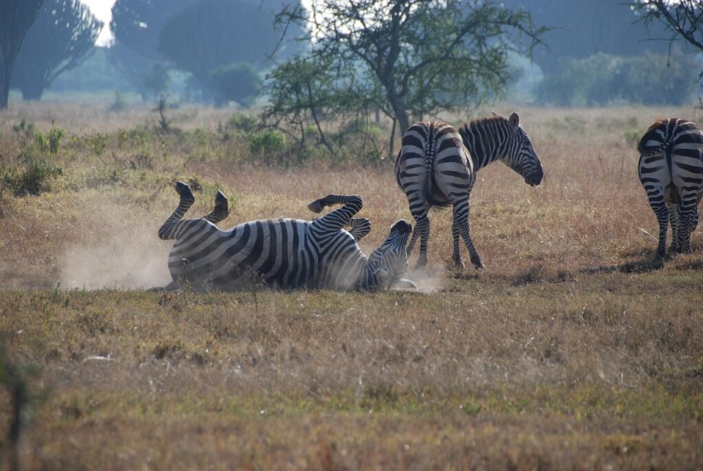 Home zebras, africa, safari, stripes, kenya, nakuru, nakuru, nakuru, nakuru, nakuru, nakuru