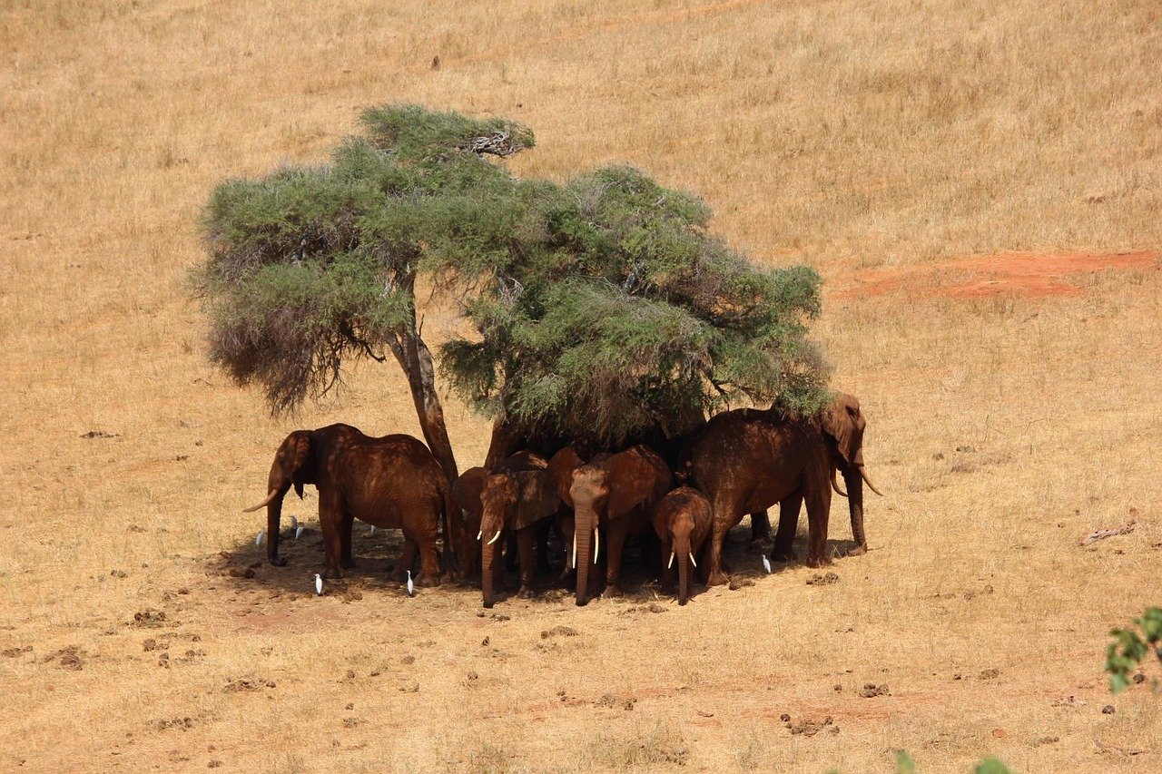 safari, elephant, africa, kenya, tsavo, kenya, kenya, kenya, kenya, kenya, tsavo, tsavo