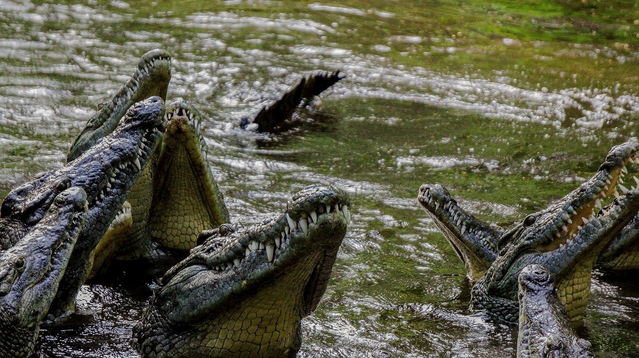 crocodile, teeth, nature, wild, wildlife, kenya, mombasa, dayoutke, africa, afrika, crocodile, mombasa, mombasa, mombasa, mombasa, mombasa
