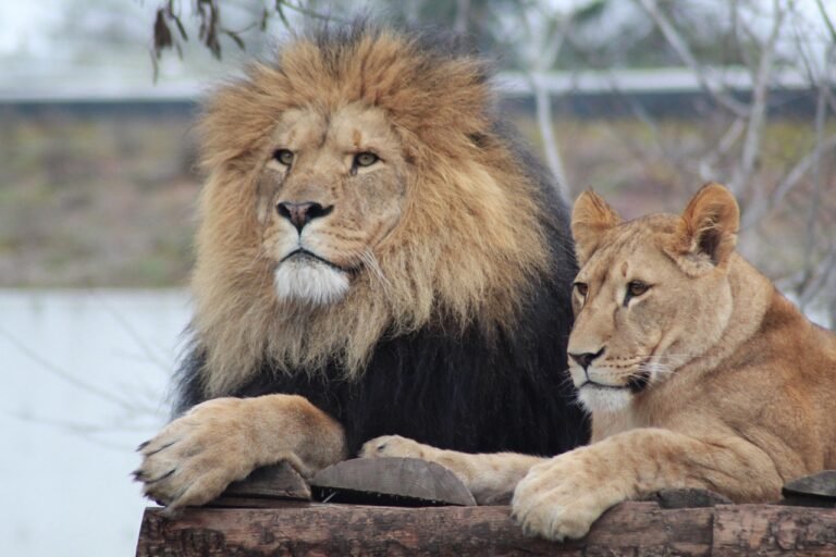 Home Male Lion, Female Lion