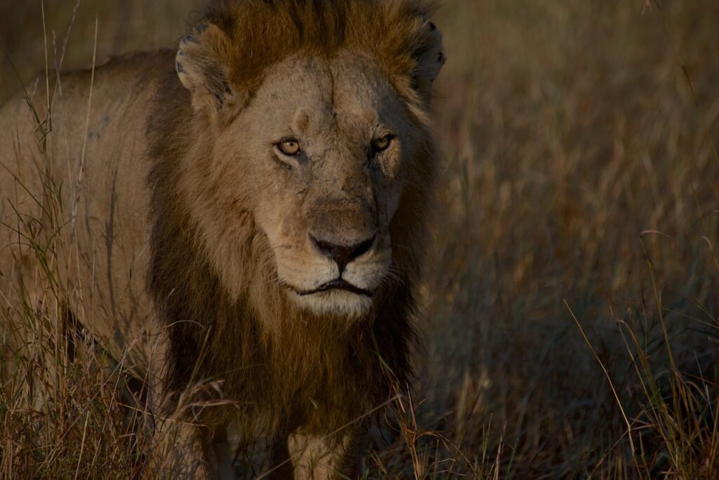 Maasai Mara Safari Guide: Everything You Need to Know Before You Go lion, animal, wildlife, predator, mammal, mane, nature, safari, wilderness, africa, maasai mara, kenya, wildlife photography, lion, maasai mara, maasai mara, maasai mara, maasai mara, maasai mara