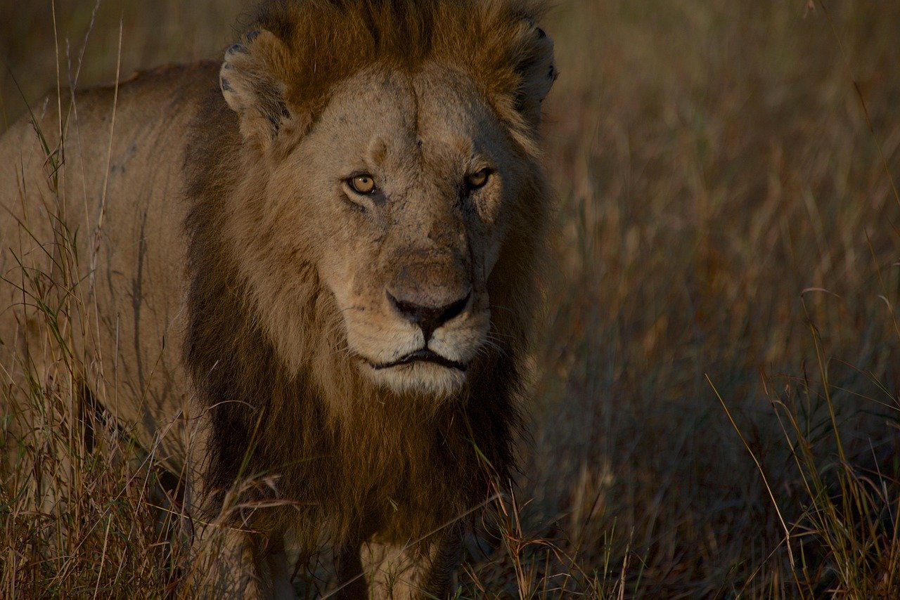 lion, animal, wildlife, predator, mammal, mane, nature, safari, wilderness, africa, maasai mara, kenya, wildlife photography, lion, maasai mara, maasai mara, maasai mara, maasai mara, maasai mara