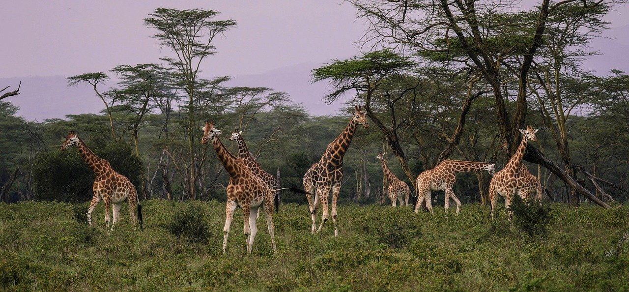 giraffes, herd, savannah, together, wolf down, friends, wild animal, meal, enjoy the meal, mirror image, safari, nature, lake nakuru, national park, kenya, africa, wild animals, big, animal, wild, wilderness, freedom, mammal
