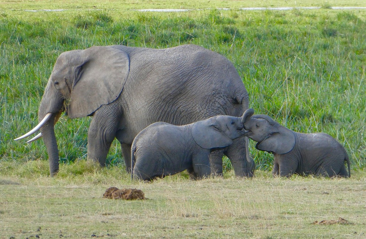kenya, elephants, amboseli, kenya, elephants, elephants, elephants, elephants, elephants, amboseli, amboseli