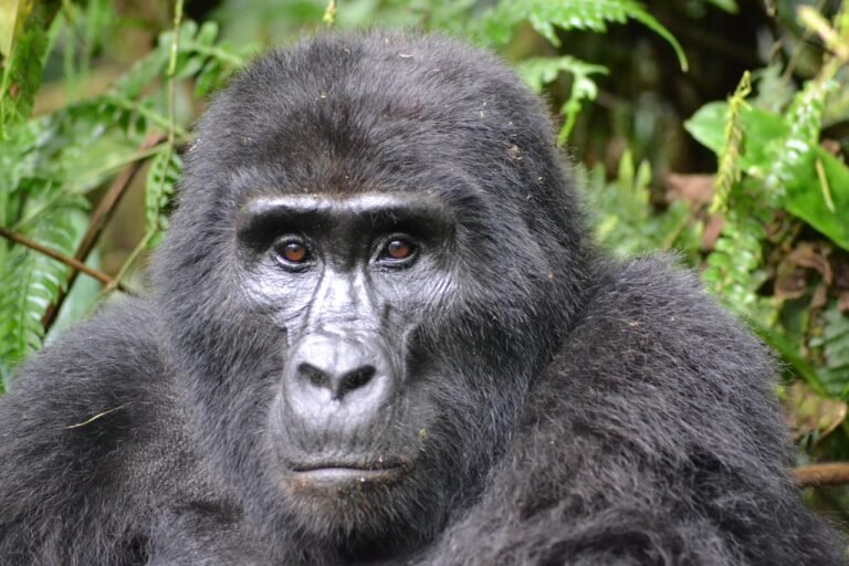 Home gorilla, mountain gorilla, bwindi, uganda, rainforest, wildlife, nature, africa, gorilla, gorilla, gorilla, mountain gorilla, mountain gorilla, mountain gorilla, mountain gorilla, mountain gorilla, uganda, uganda