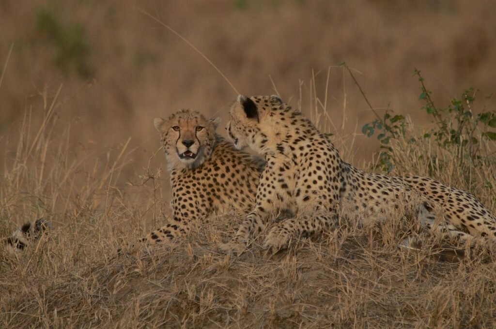 cheetahs, wildlife, kenya, maasai mara, nature, wilderness, biodiversity, endangered species, conservation, wildlife photography, animals