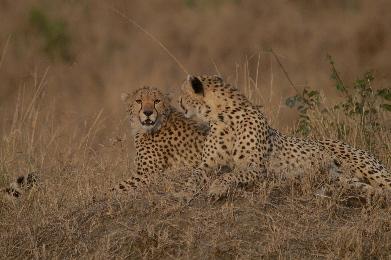 cheetahs, wildlife, kenya, maasai mara, nature, wilderness, biodiversity, endangered species, conservation, wildlife photography, animals
