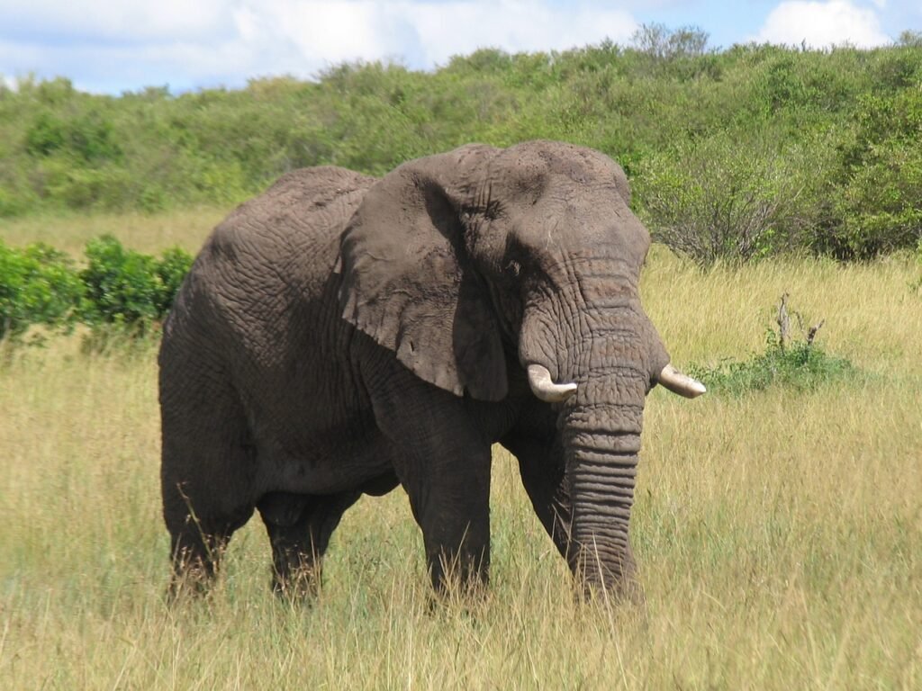 Best Time to Visit Kenya for Safari in 2026 – Complete Travel Guide kenya, maasai-mara, elephant, elephant, elephant, elephant, elephant, elephant