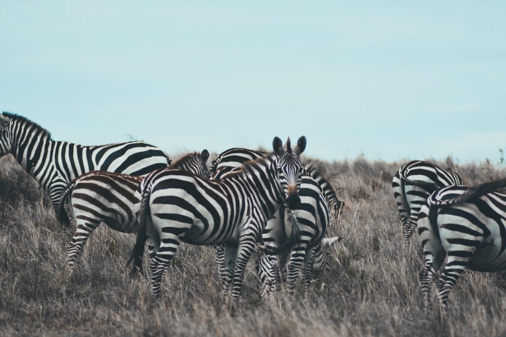 Home zebra, africa, safari, wildlife, kenya, nature, maasai-mara, savanna, tourism
