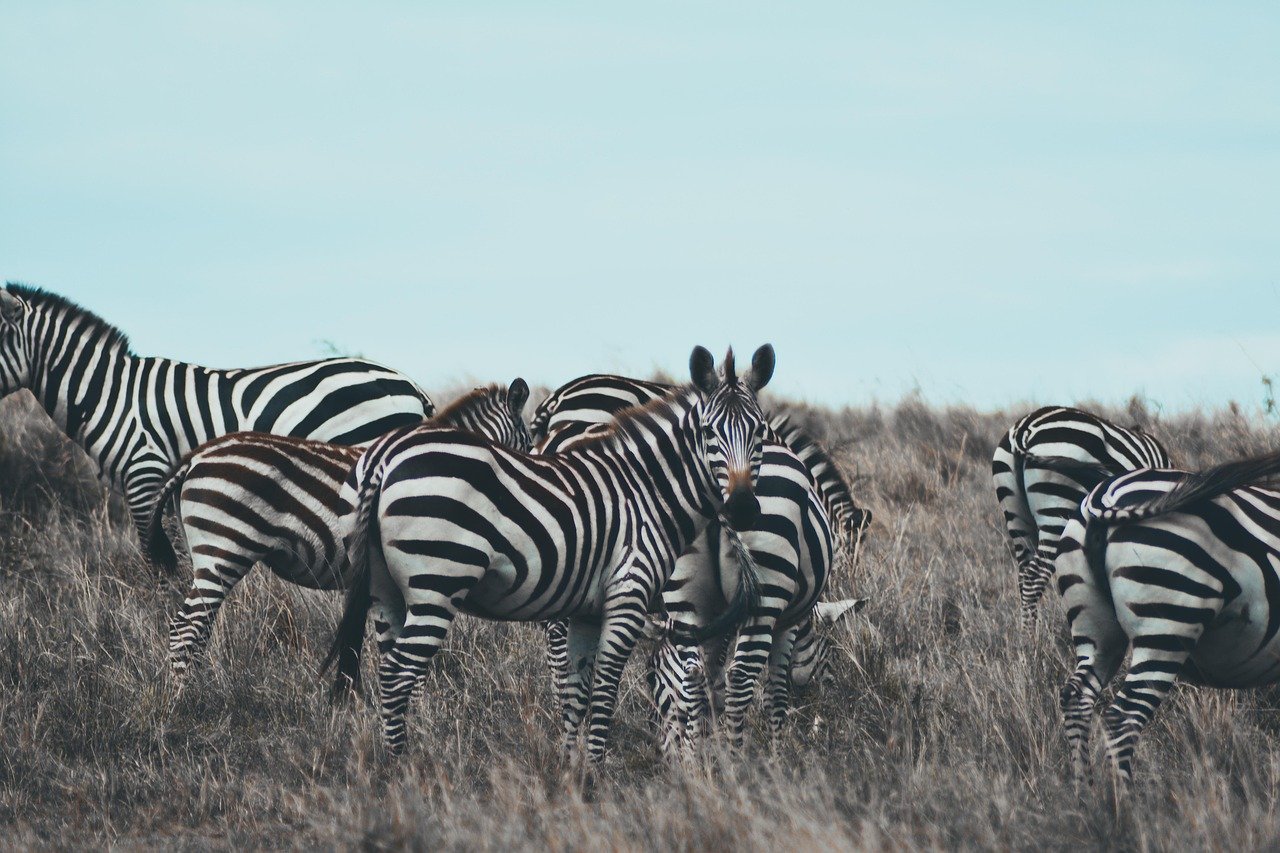 zebra, africa, safari, wildlife, kenya, nature, maasai-mara, savanna, tourism