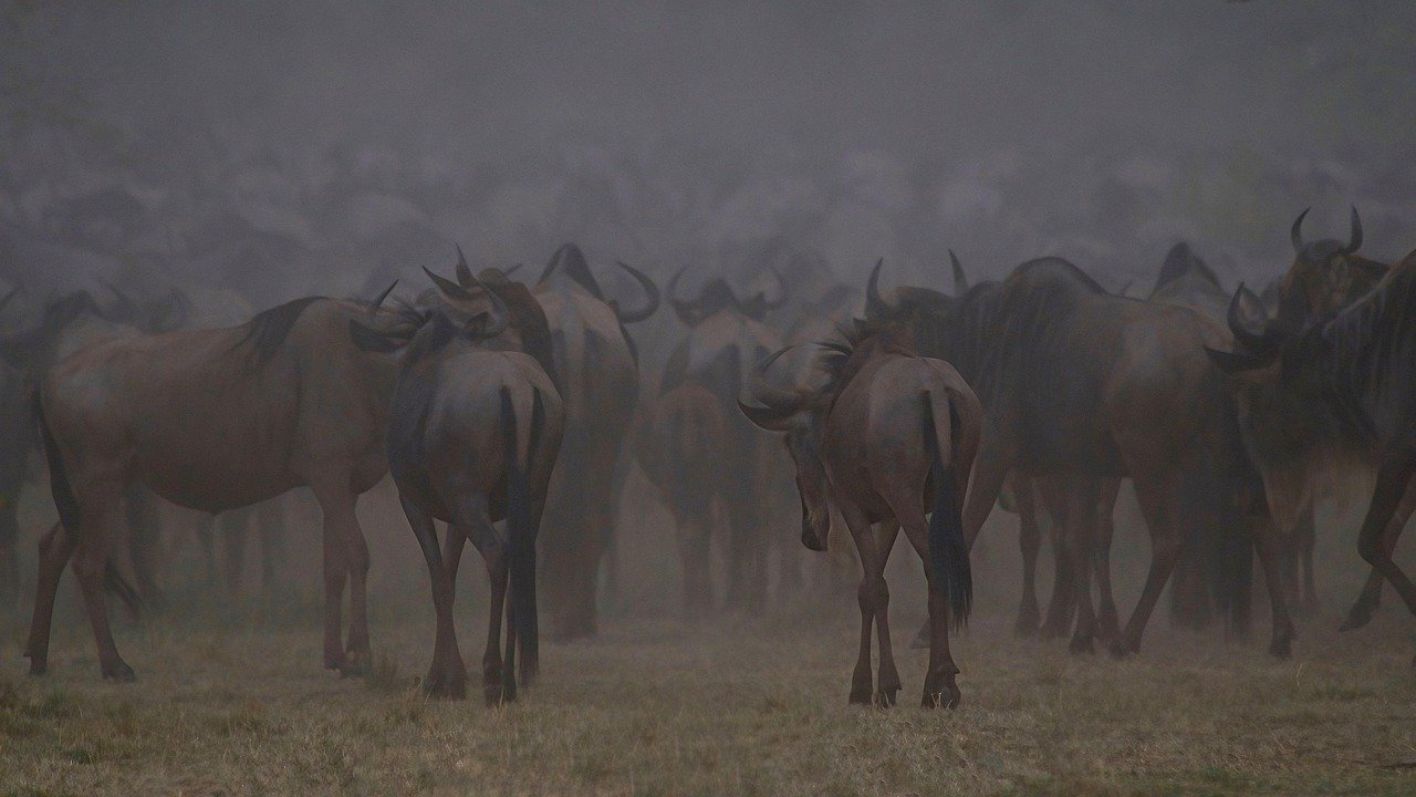 wildebeest, safari, africa, migration, kenya, masai mara, maasai mara, crowd, herd, wilderness, drought, dry, texture, nature, wildebeest, wildebeest, wildebeest, masai mara, masai mara, masai mara, masai mara, masai mara, drought
