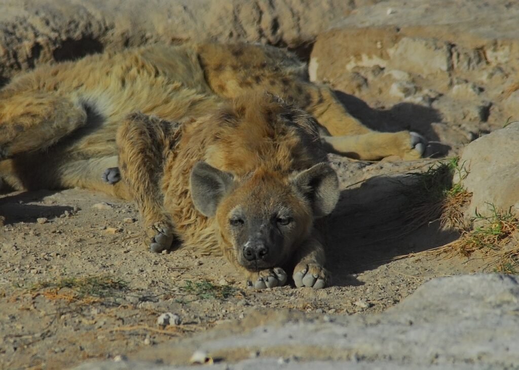 hyena, amboseli, africa, kenya, wilderness, nature, landscape, savannah, wildlife, climate, drought, conservation, climate crisis, survival, safari, hyena, hyena, hyena, hyena, hyena, amboseli, amboseli, amboseli