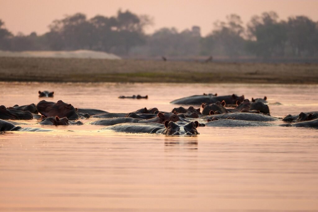 Home hippopotamus, hippos, nature, africa, zambia, sunset, safari, wildlife, animals