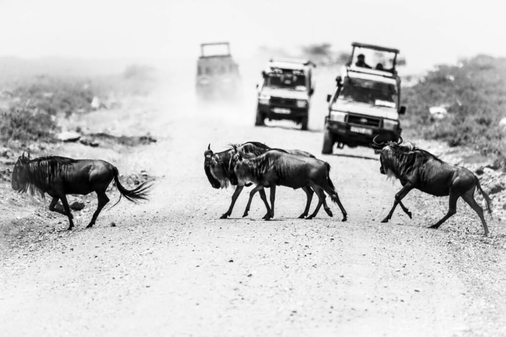 Maasai Mara Safari Guide: Everything You Need to Know Before You Go Safari vehicles observing a river crossing from a safe distance.
