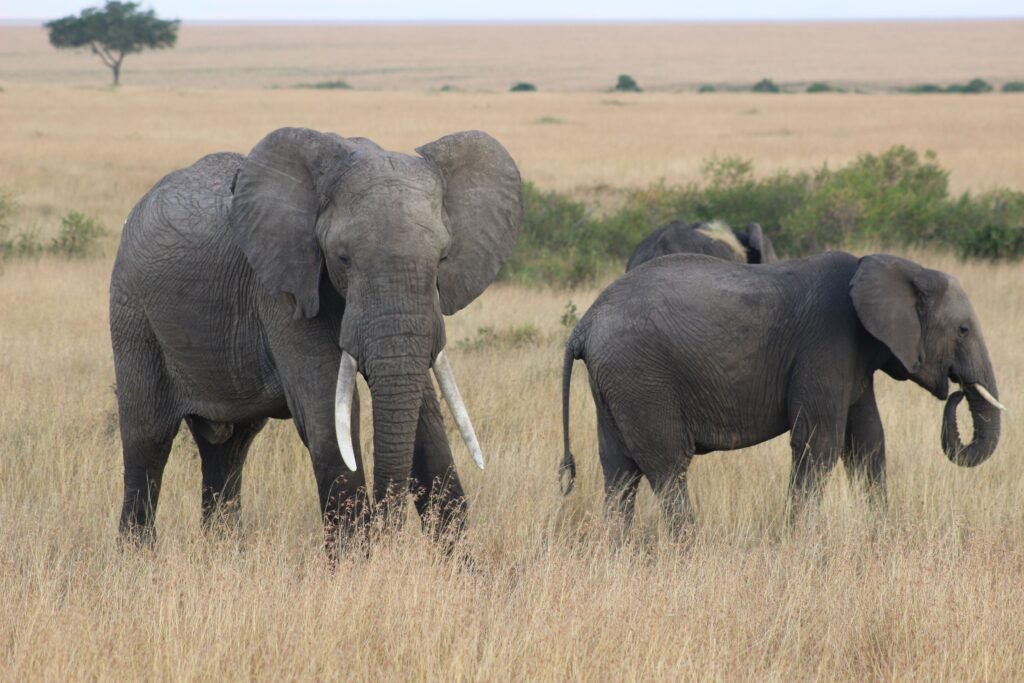 Home A herd of African elephants grazing in the grasslands of Kenya's savanna.