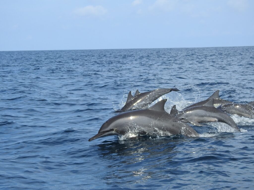 Best Time to Visit Kenya for Safari in 2026 – Complete Travel Guide A pod of dolphins gracefully swimming in the blue ocean off the coast of Sri Lanka.