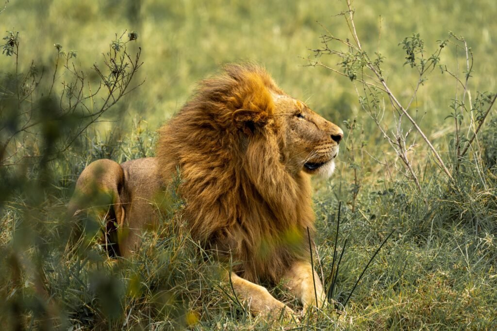 5 Days Nairobi Explorer & Maasai Mara Safari Package A majestic lion resting amidst the grassland, showcasing the serene beauty of African wildlife.