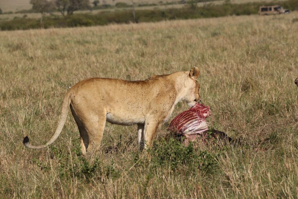 Lioness feeding on prey in the African savannah, displaying wildlife hunting behavior.