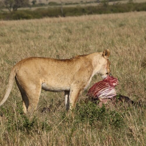Lioness feeding on prey in the African savannah, displaying wildlife hunting behavior.