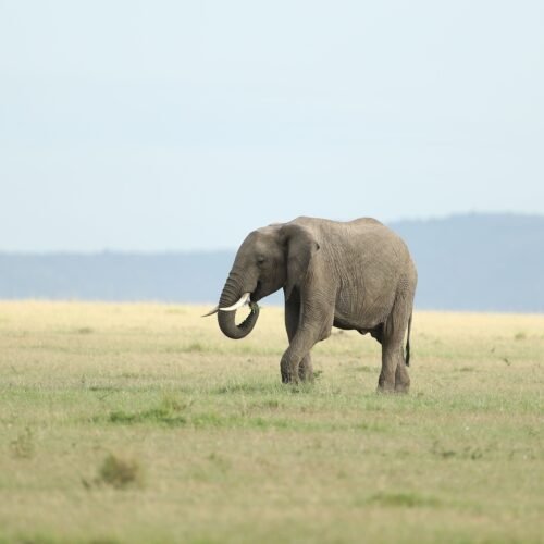 A majestic African elephant wandering the vast grasslands of Masai Mara, Kenya.