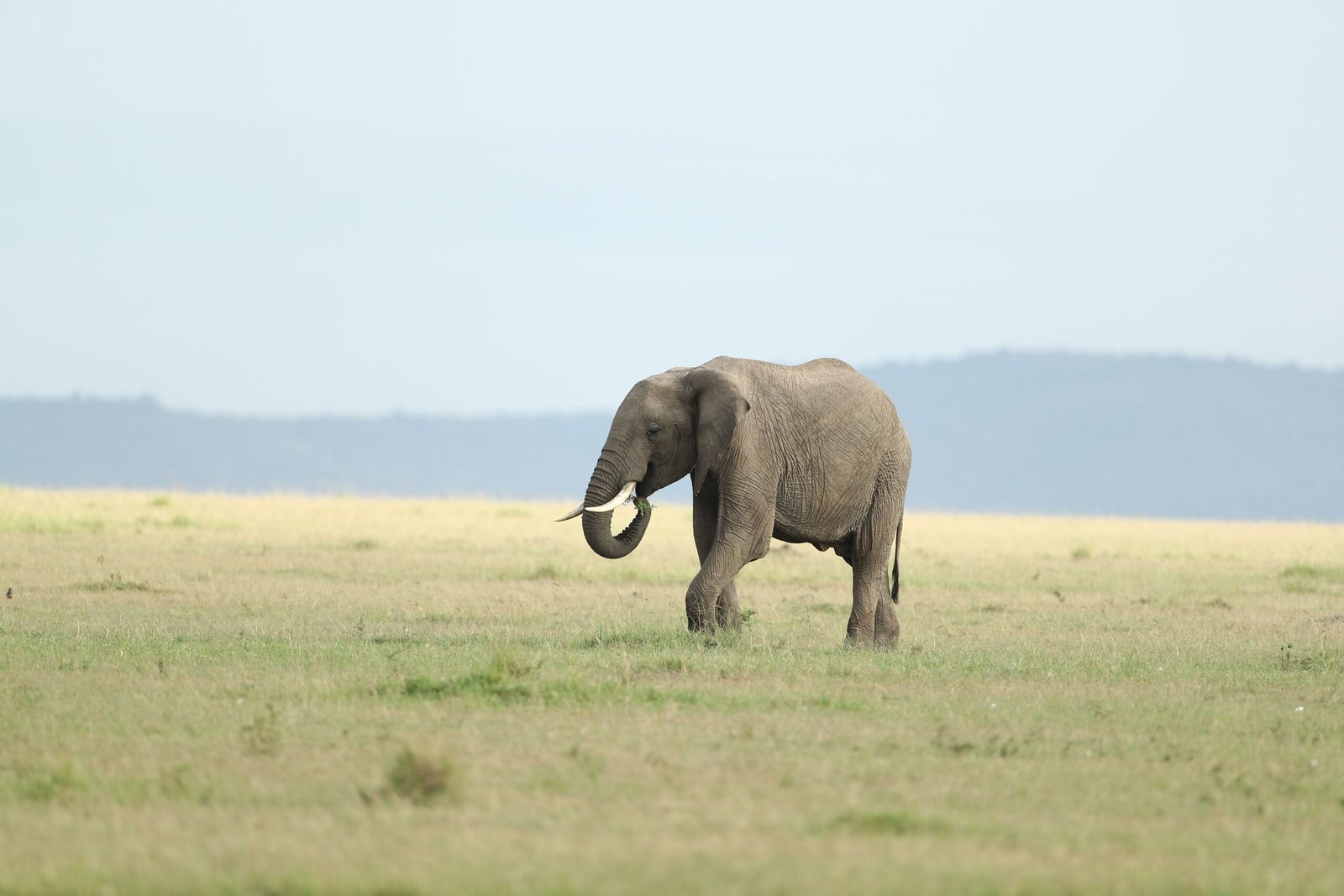 A majestic African elephant wandering the vast grasslands of Masai Mara, Kenya.