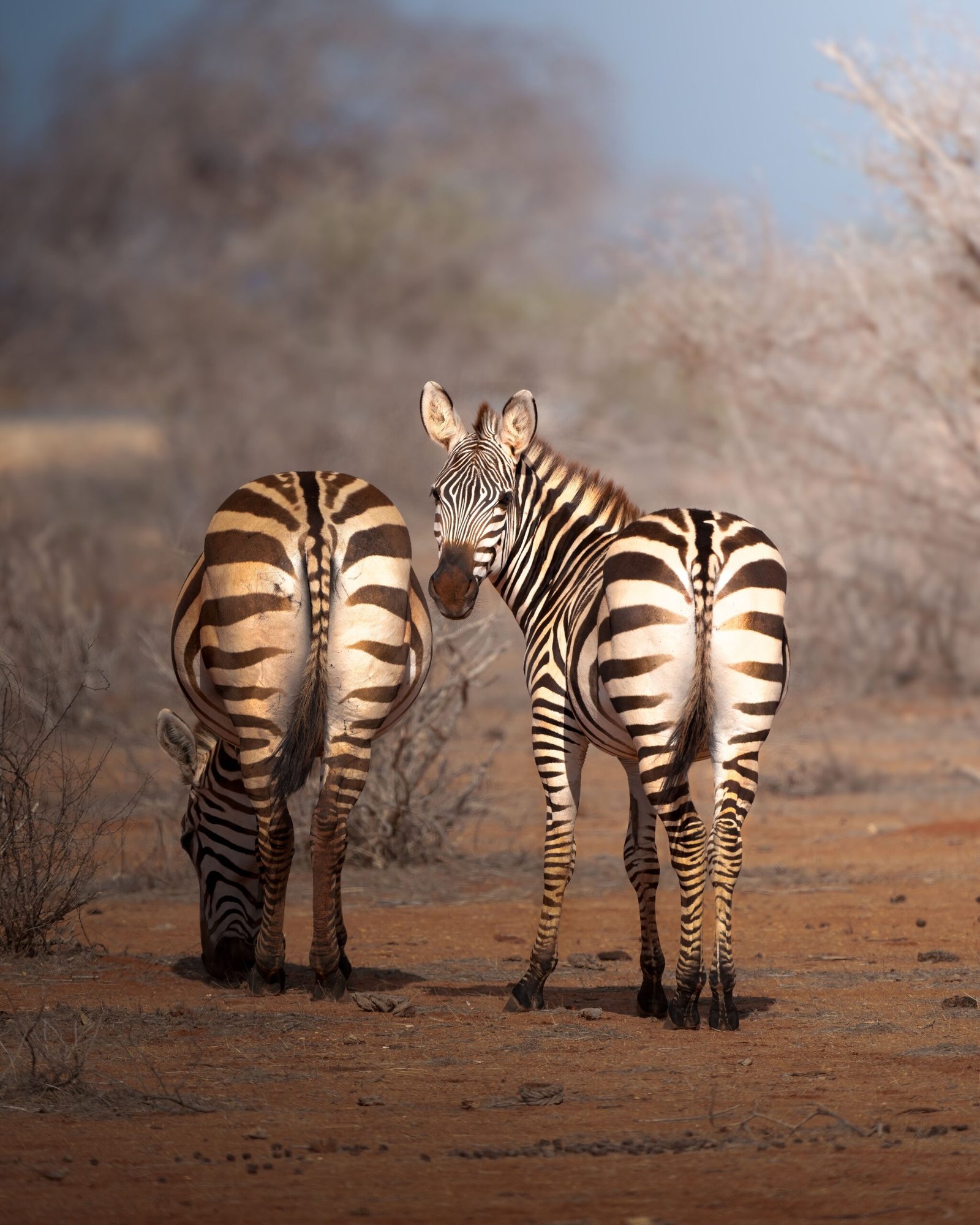 Two zebras grazing in the dry savannah of Tsavo National Park, Kenya.