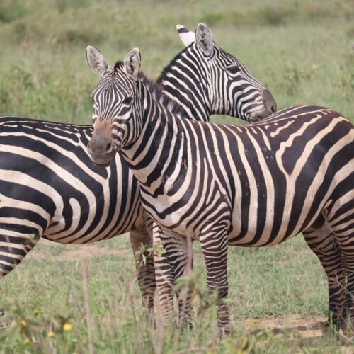 Two zebras grazing in the lush savanna of Nairobi, Kenya, showcasing their distinctive stripes.