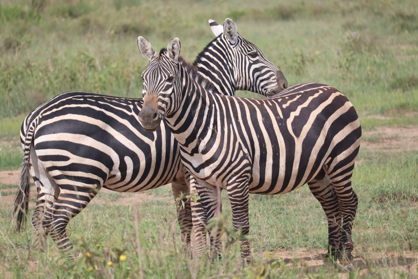 Two zebras grazing in the lush savanna of Nairobi, Kenya, showcasing their distinctive stripes.