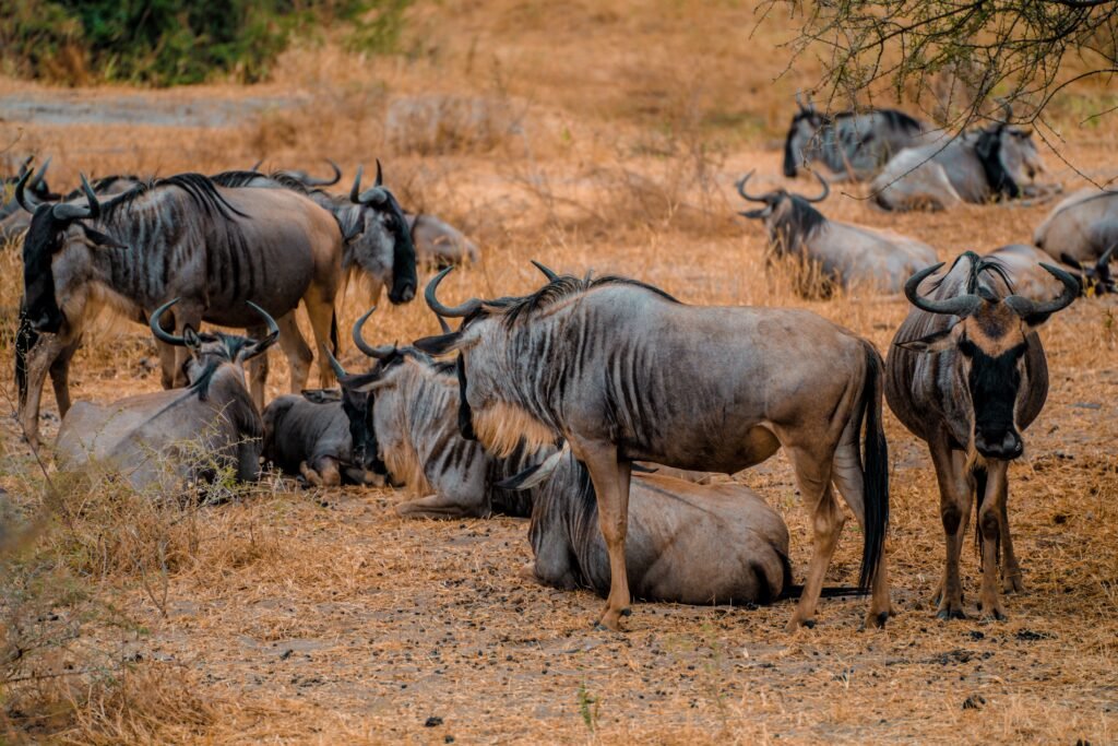 Best Time to Visit Kenya for Safari in 2026 – Complete Travel Guide A herd of wildebeests resting on dry grass in Tanzania's savannah, capturing wildlife harmony.
