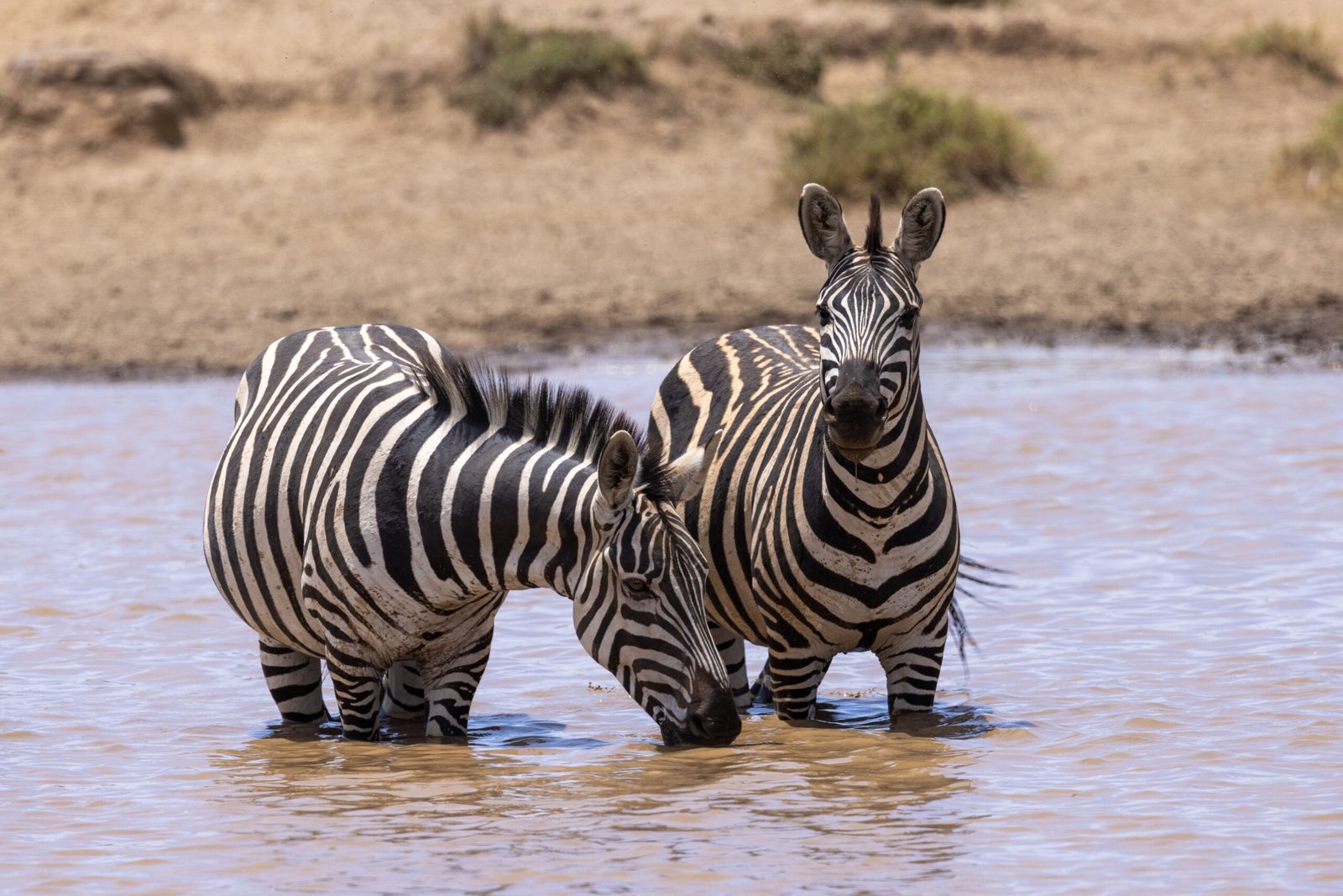 Two zebras standing in a waterhole, captured in a natural wildlife setting.