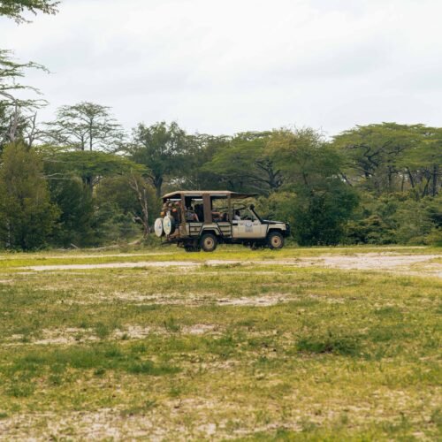 Safari vehicle exploring a lush, open landscape with acacia trees in the background.