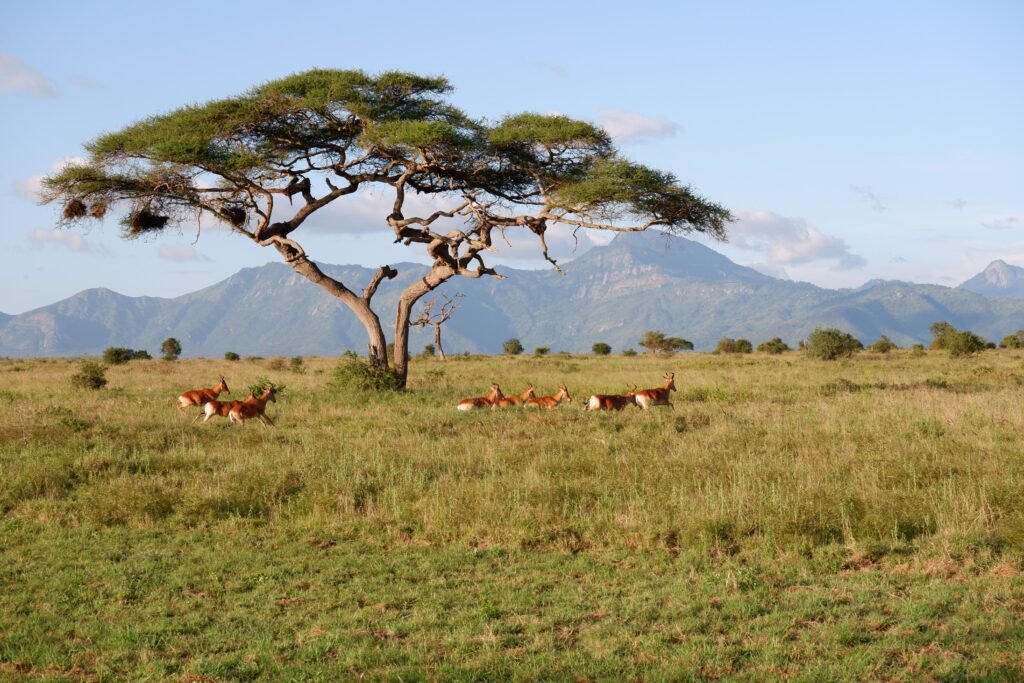 Home A serene view of antelopes under an acacia tree on the African savannah with mountains in the background.