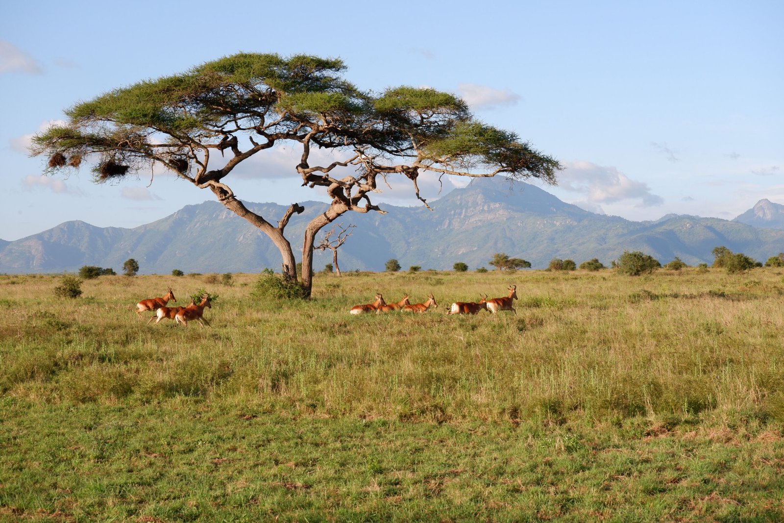 A serene view of antelopes under an acacia tree on the African savannah with mountains in the background.