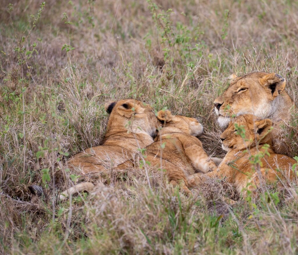 Home Lioness and her cubs resting in the dry grasslands of the African savannah, displaying wildlife behavior.