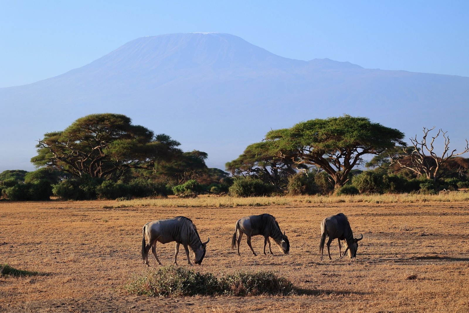 Wildebeests grazing in the savanna with Mount Kilimanjaro in the background in Kajiado County, Kenya.