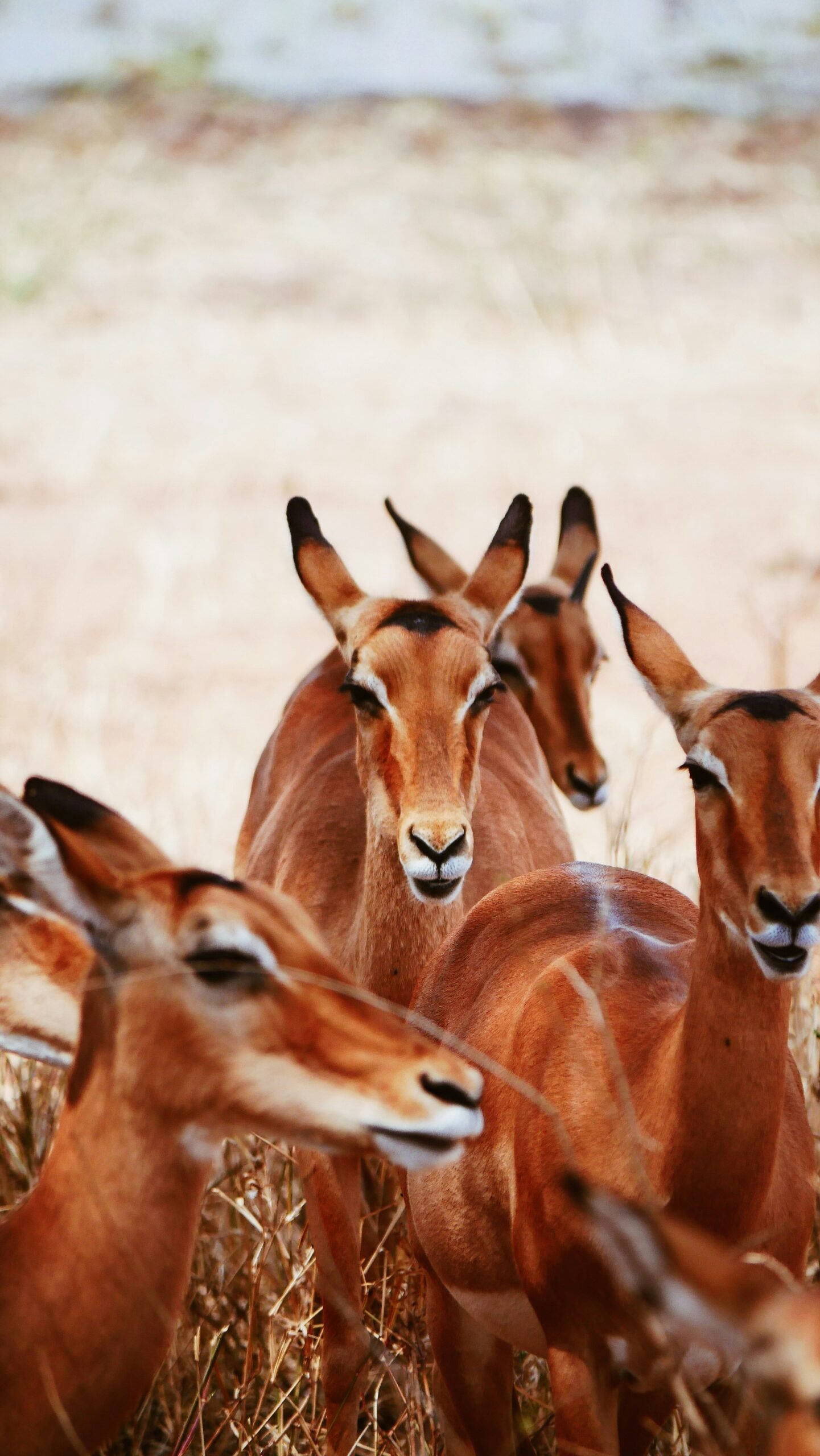 A herd of impalas standing in the African savanna under the sun.