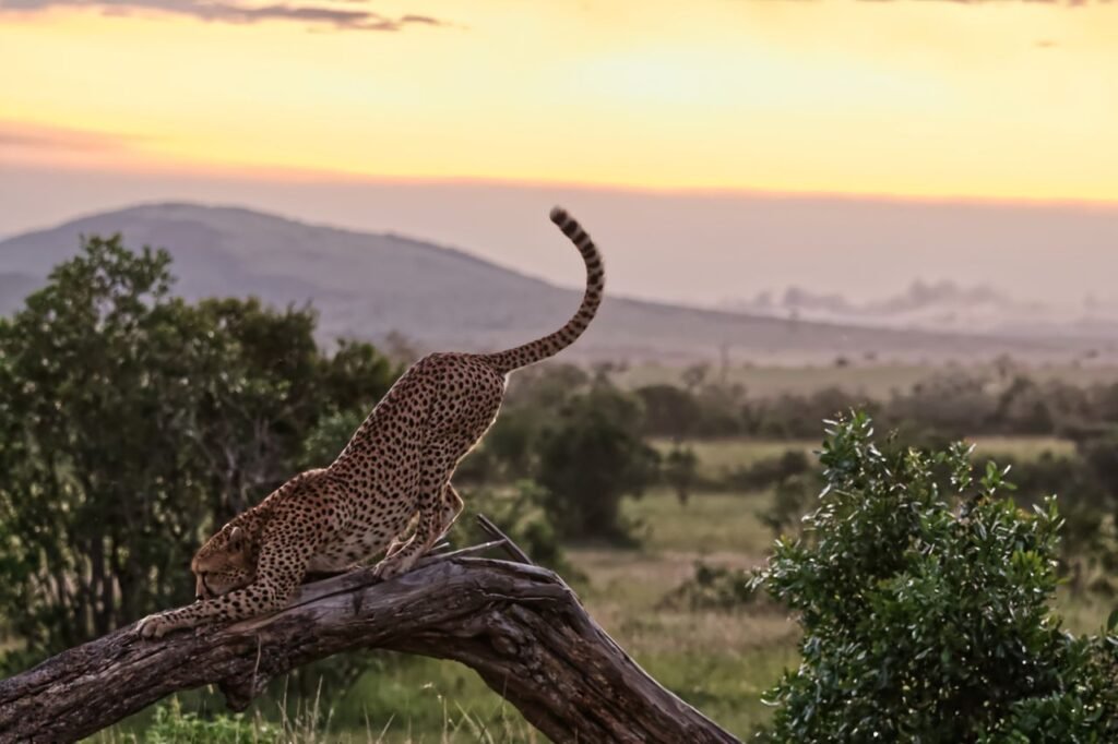 Maasai Mara Safari Guide: Everything You Need to Know Before You Go Cheetah gracefully stretching on a tree at sunset in Kenya's savannah.