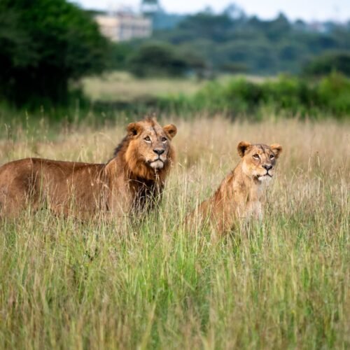 2 Lions in the grassland of Nairobi National Park