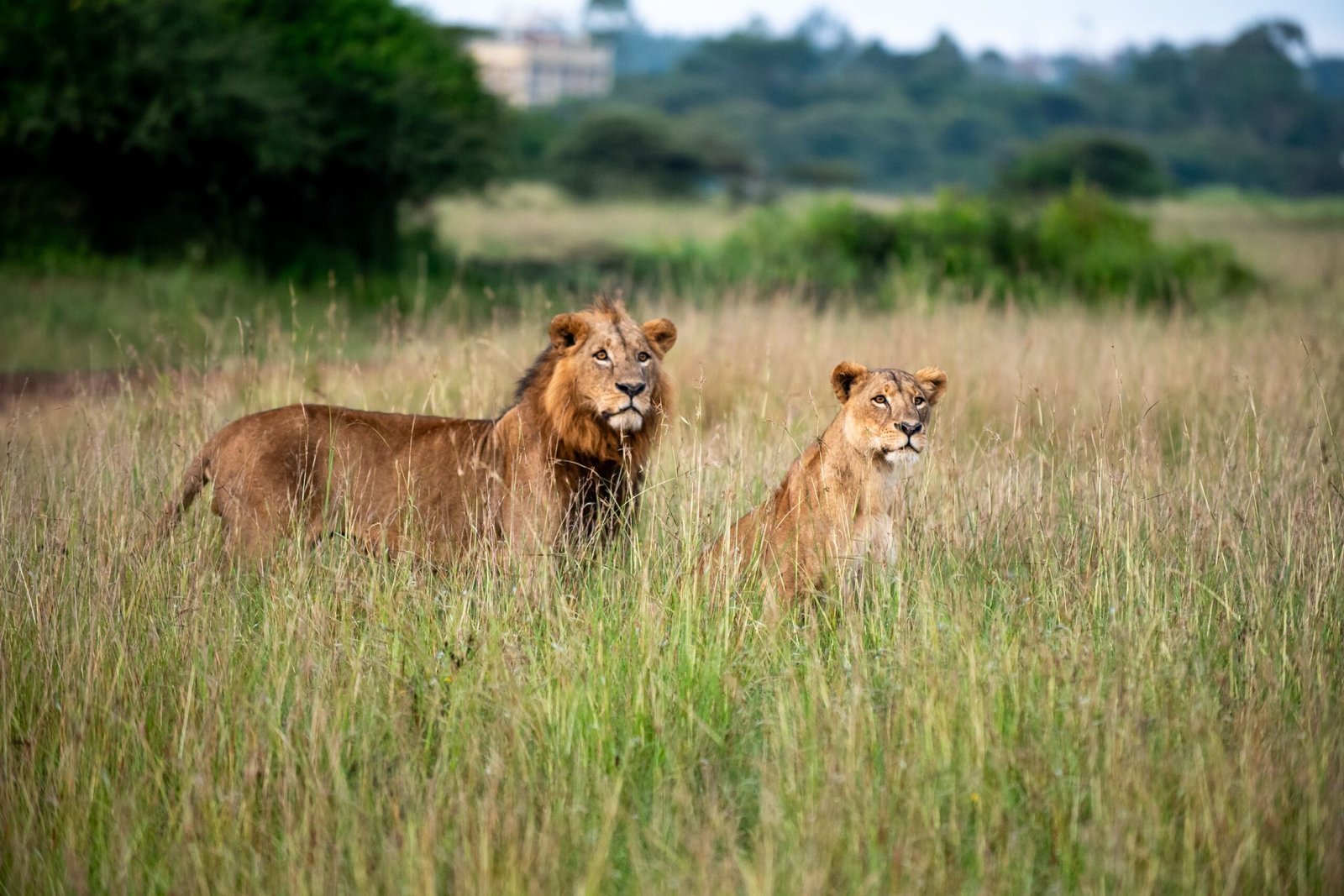 2 Lions in the grassland of Nairobi National Park