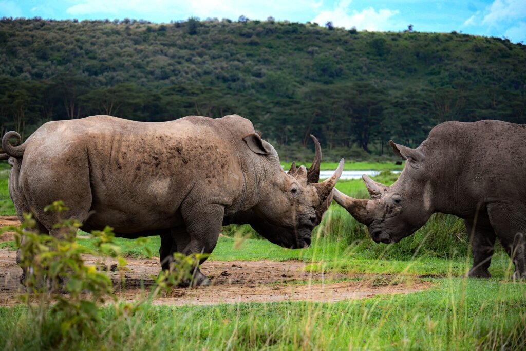 4 Days Maasai Mara & Lake Nakuru Safari Two white rhinos face-off in the grasslands of Nakuru, Kenya, showcasing African wildlife.