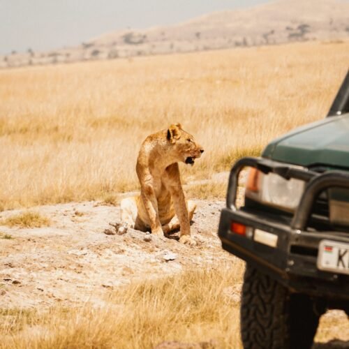 A lioness sits in the African savanna near a safari jeep, showcasing wildlife in its natural habitat.